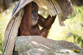 GuckGuck von Joel Layaa-Laulhé