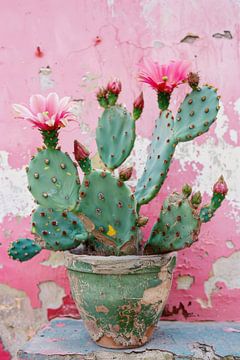 Bloeiende cactus voor een roze achtergrond van Poster Art Shop