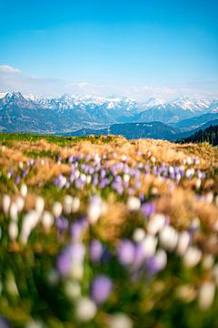 Krokussen voor de lente in de Allgäuer Alpen van Leo Schindzielorz