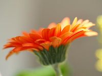Orange above - gerbera in the sun