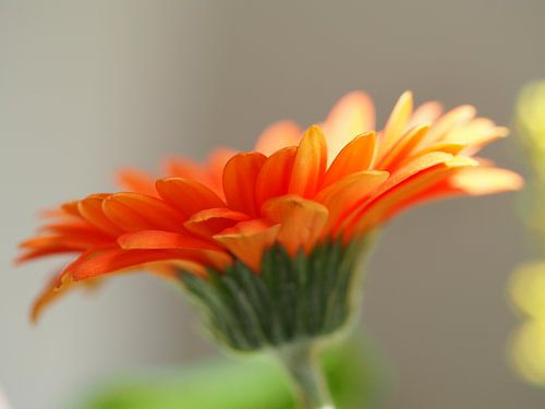 Orange oben - Gerbera in der Sonne