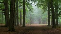 Peaceful greenery by Tvurk Photography thumbnail