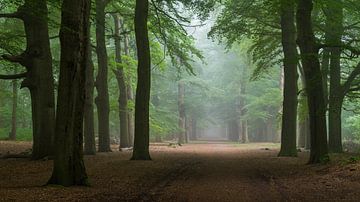 Peaceful greenery by Tvurk Photography