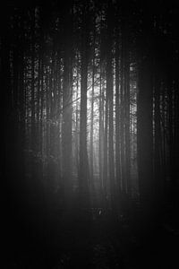 Mystischer Sonnenaufgang im Wald