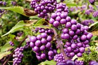 rote Beeren