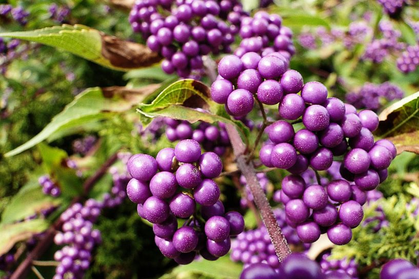 rote Beeren by Melanie Jäger