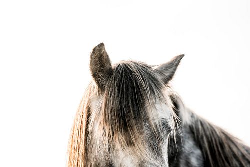 Paard in Stilte Minimalistisch Portret met Zachte Lichtval