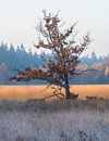 Autumn Tree par René Vierhuis Aperçu