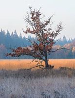 Kleine eik