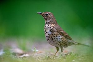 singing thrush by Ed Klungers