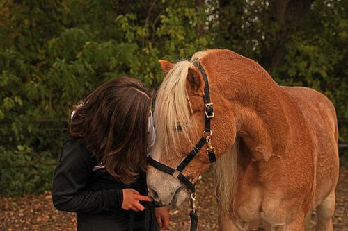 Fotoshoot met lichtbruine Haflinger met beige manen