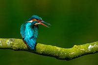 kingfisher