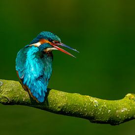 ijsvogel van Tim Schonk