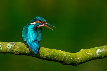 kingfisher by Tim Schonk