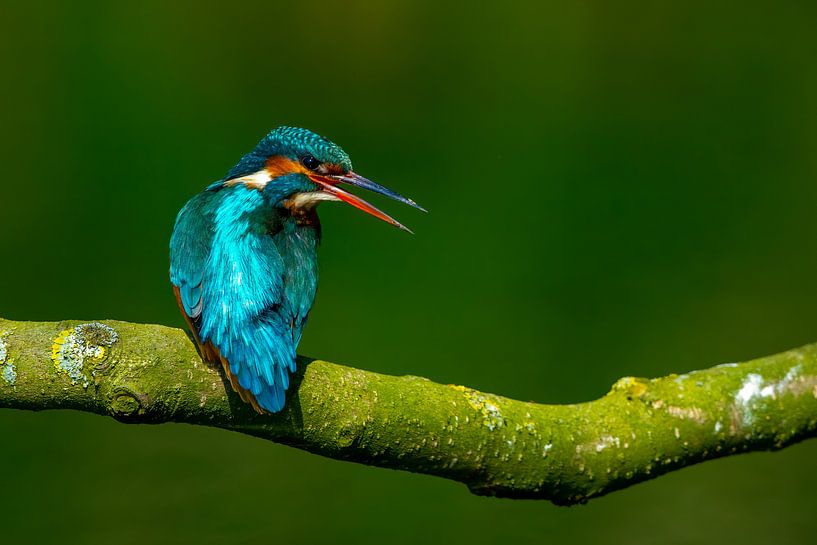 kingfisher by Tim Schonk