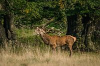 red deer
