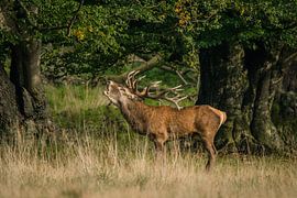 Rothirsch von miranda tijssen