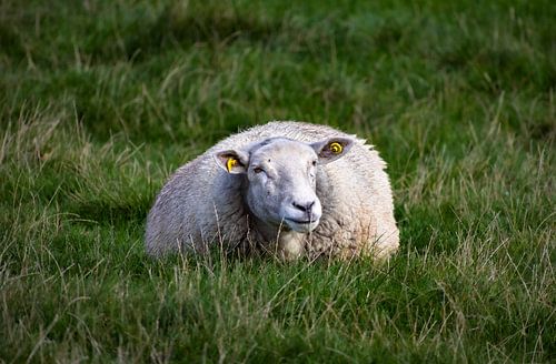 Resting Sheep