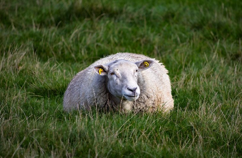 Resting Sheep by Dirk Schelhasse