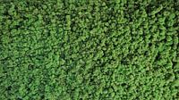 Natural wall of moss