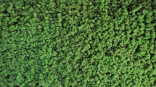 Natürliche Mooswand