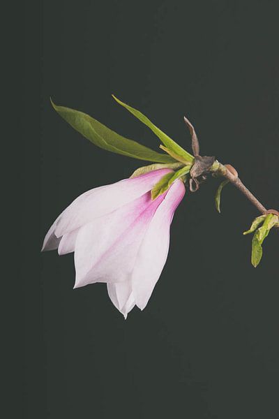 Magnolia par Lavieren Photography