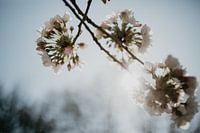 S'épanouir dans le rétro-éclairage