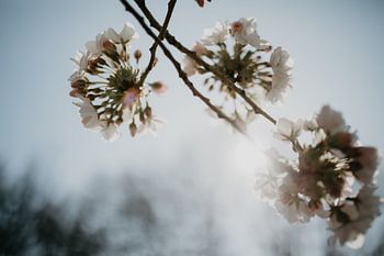 Blüte im Gegenlicht