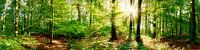 Panorama forestier sous un soleil radieux
