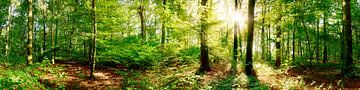 Wald Panorama bei strahlendem Sonnenschein von Günter Albers