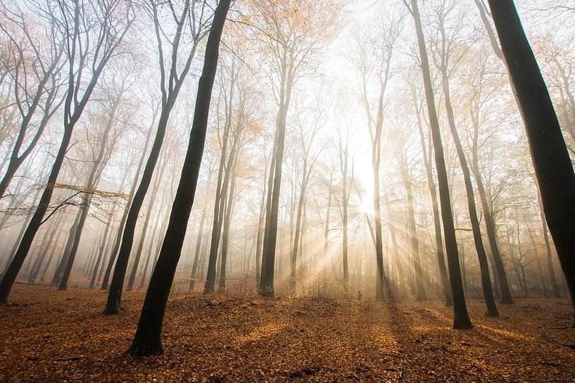 Matin d'automne Veluwezoom par Danny Slijfer Natuurfotografie