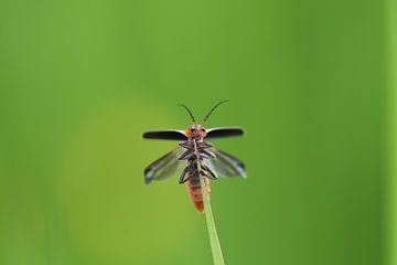 Glimlach uit de natuur van A. Bles