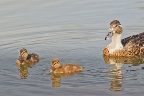 Entenmutter mit 2 Küken