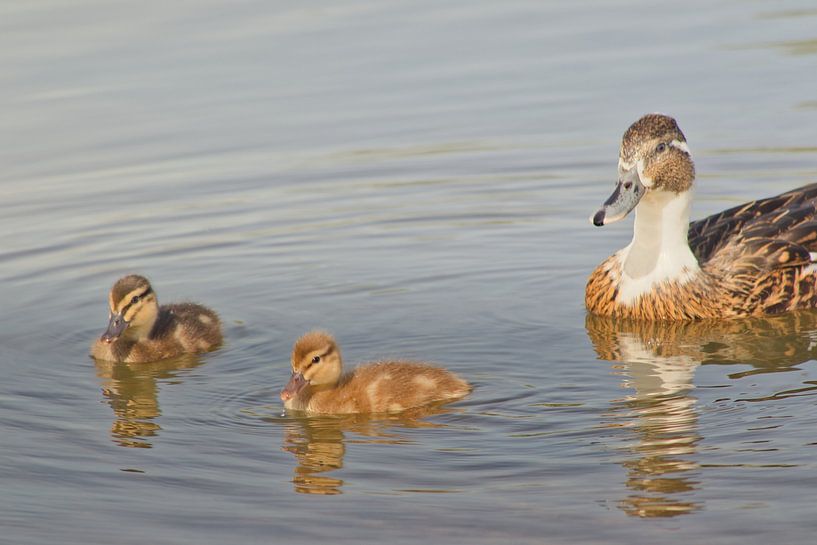 Mother duck with 2 hatchlings by Ilona Muskens