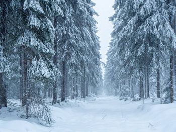 schneebedeckte Bäume im Winterwald