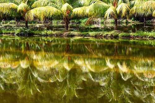 Reflections of palm trees