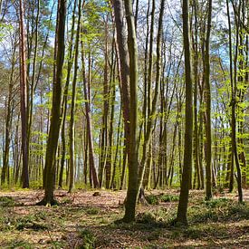 La forêt au printemps sur Violetta Honkisz