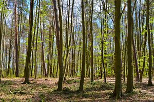 Wald im Frühling