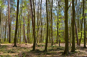 Wald im Frühling