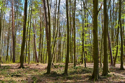 Wald im Frühling von Violetta Honkisz