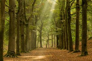 Ein nebliger 1. Morgen des offiziellen Herbstes in Bergen op Zoom