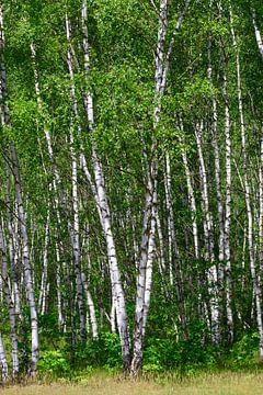 Birch grove by Thomas Jäger