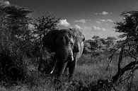 Elefant auf der Serengeti von Robin Langelaar Miniaturansicht
