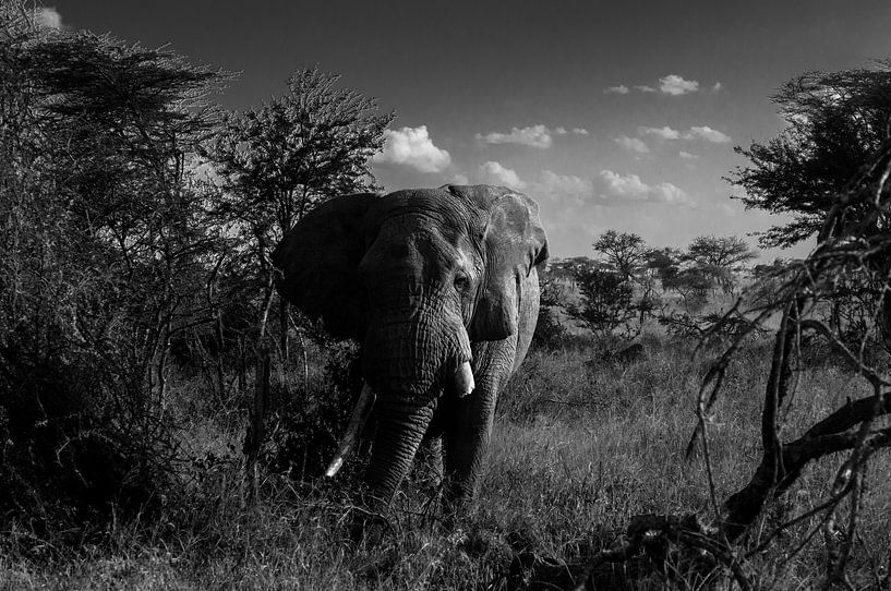 Elefant auf der Serengeti von Robin Langelaar