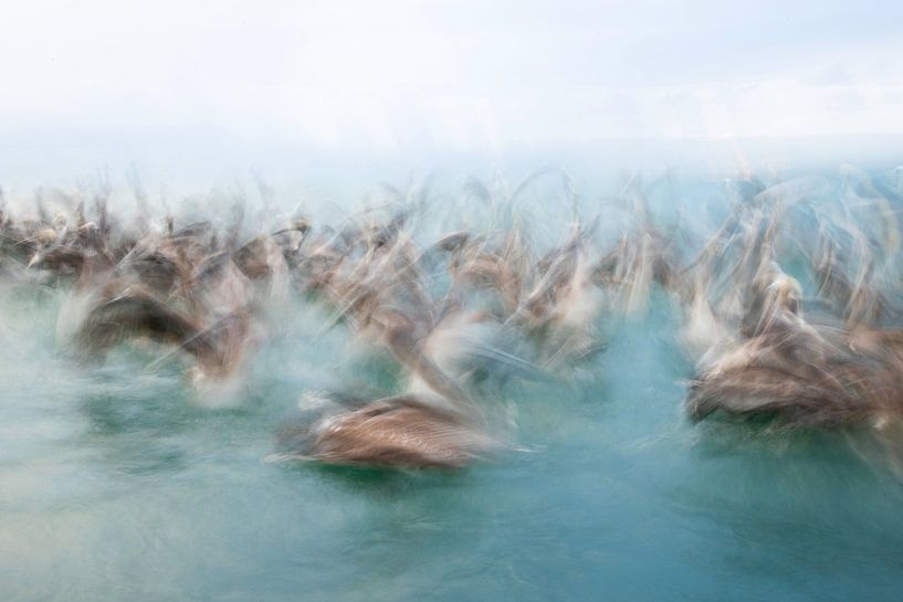 Pelicans on food hunt by Andius Teijgeler