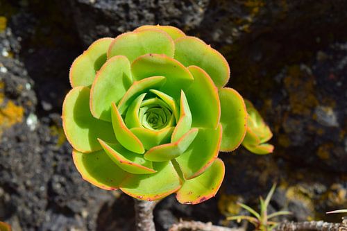 Nahaufnahme einer Kaktusblüte / Sukkulente Blüte in schwarzem Lavagestein