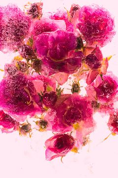Kleine rozen in ijs 3, rood gekleurd van Marc Heiligenstein