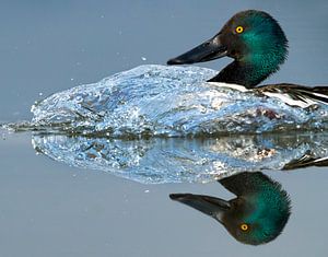 Schaufler (Anas clypeata) von Beschermingswerk voor aan uw muur