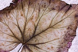 Struktur und Linien auf dem Blatt einer Pflanze