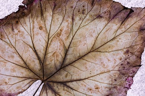 Structuur en lijnen op het blad van een plant